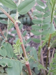 Astragalus inopinatus