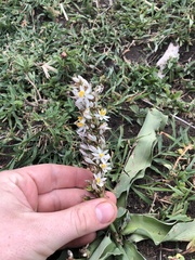 Chlorophytum macrophyllum
