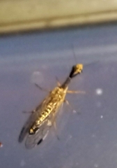 Raphidiinae