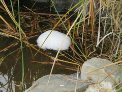 Pleurodema cinereum