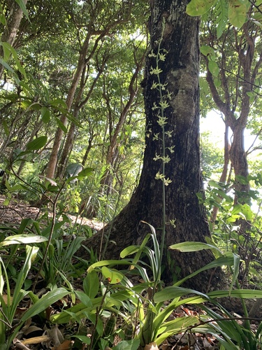 Eulophia andamanensis, photograph 2
