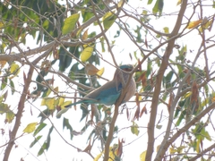 Coracias benghalensis
