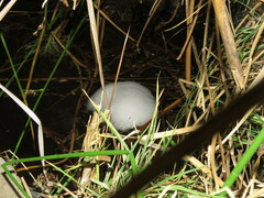 Pleurodema cinereum