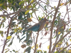 Coracias benghalensis