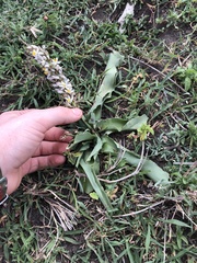 Chlorophytum macrophyllum