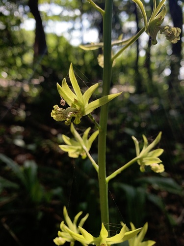 Eulophia andamanensis, photograph 3