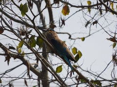 Coracias benghalensis