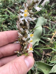 Chlorophytum macrophyllum