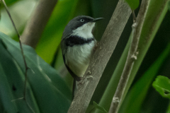 Apalis thoracica