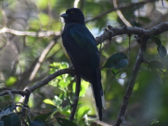 Trogon citreolus