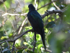 Trogon citreolus