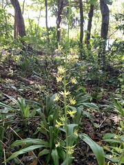Eulophia andamanensis
