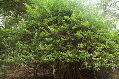 Premna serratifolia