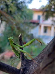 Mantis religiosa