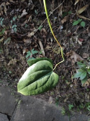 Smilax china