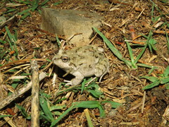 Pleurodema cinereum