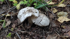 Tricholoma columbetta