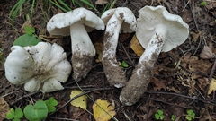 Tricholoma columbetta
