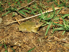 Pleurodema cinereum