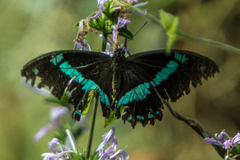 Papilio nireus