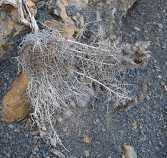 Ptilostemon echinocephalus