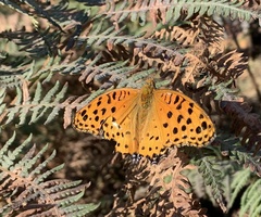 Argynnis hyperbius