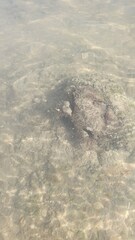 Pilumnus vespertilio