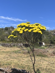 Hymenolepis crithmifolia