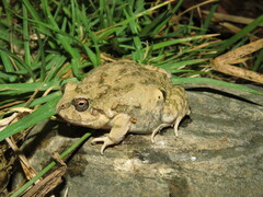Pleurodema cinereum