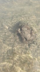 Pilumnus vespertilio