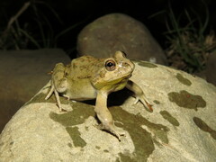 Pleurodema cinereum