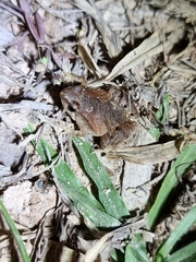 Microhyla mukhlesuri
