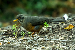 Turdus olivaceus olivaceus