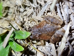 Microhyla mukhlesuri