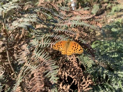 Argynnis hyperbius