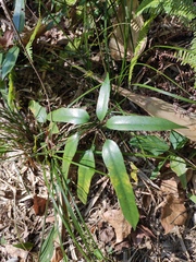 Heptapleurum heptaphyllum