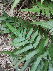 Cyclosorus interruptus