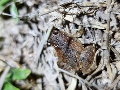 Microhyla mukhlesuri
