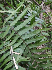 Cyclosorus interruptus