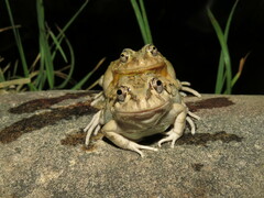 Pleurodema cinereum