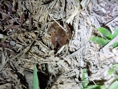 Microhyla mukhlesuri