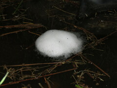 Pleurodema cinereum