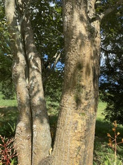 Erythrina lysistemon