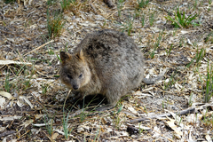 Setonix brachyurus