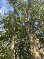 Erythrina lysistemon