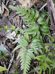 Pteris semipinnata
