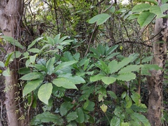 Heptapleurum heptaphyllum