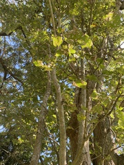 Erythrina lysistemon