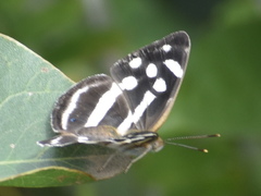 Dynamine postverta mexicana