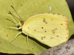 Pyrisitia lisa centralis